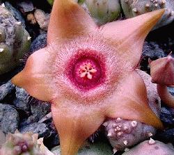 Huernia zebrina x