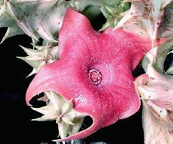 Huernia zebrina x