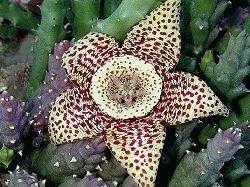 Orbea variegata