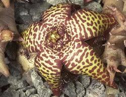 Orbea speciosa X Orbea umbracula