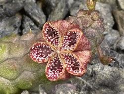 Pectinaria articulata ssp. articulata