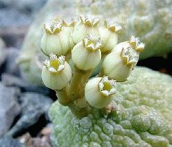 Pseudolithos caput-viperae