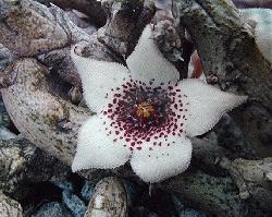 Stapelianthus arenarius