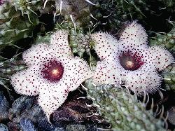 Stapelianthus arenarius x Stapelianthus pilosus