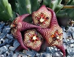 Stapelia cedremontana