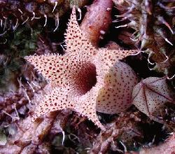 Stapelianthus decaryi