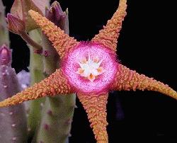 Stapelia flavopurpurea