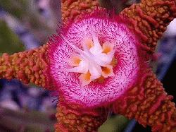 Stapelia flavopurpurea