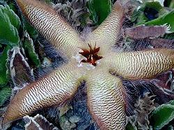 Stapelia gettliffei