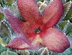 Stapelia grandiflora