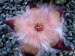 Stapelia hirsuta