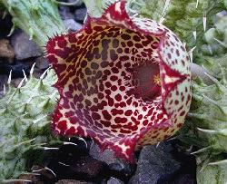 Stapelianthus insignis x Stapelianthus pilosus