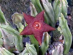 Stapelia kwebensis