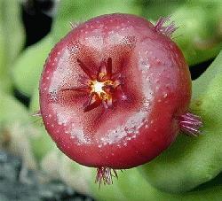 Stapelia remota