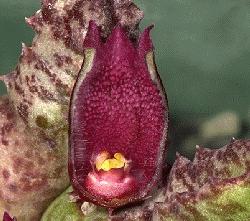 Stapeliopsis uniflora