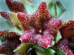 Caralluma procumbens