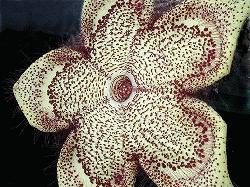 Edithcolea