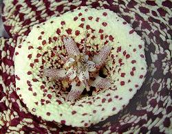 Orbea variegata