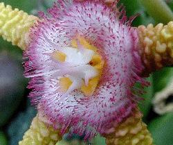 Stapelia flavopurpurea